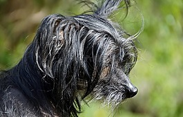 狗,中国冠毛犬狗,中国 chocholáč