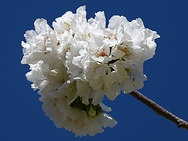 鲜花,华丽的分支,树上的果实