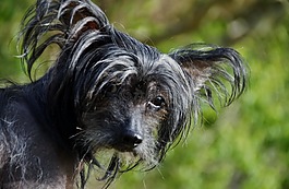 狗,视图,中国冠毛犬狗