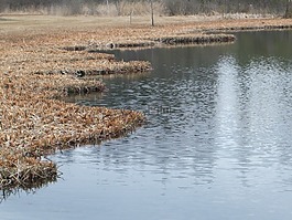 池塘,湖,秋季森林