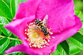 花,葉子,開(kāi)花