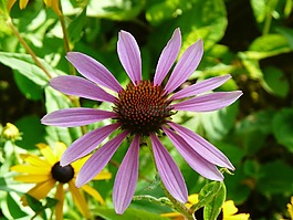 開花,花,關(guān)閉