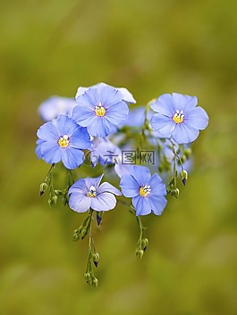 萊恩,花,春天
