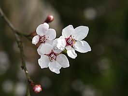 春天,開花,白
