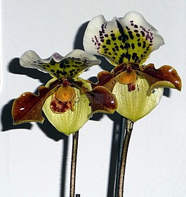 frauenschuh,兰花,orchideenblüte