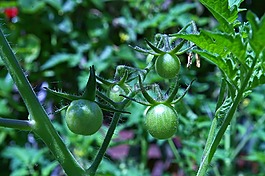 蕃茄,油炸绿蕃茄,未成熟的西红柿