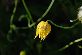 花,黃色,植物