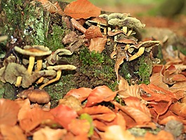 蘑菇,森林,葉子