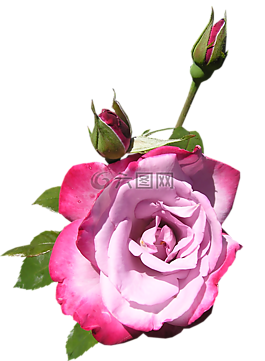 玫瑰,花,芽