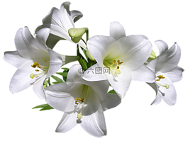百合花,白,鮮花