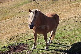 马,山,haflinger