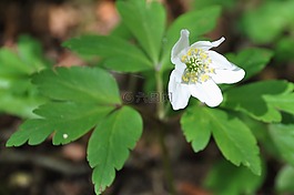 白花,花木,葉子
