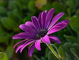 非洲雏菊,osteospermum,花
