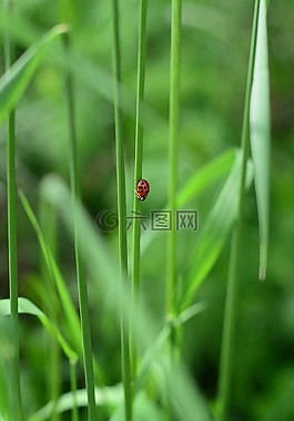瓢蟲,綠色,性質(zhì)