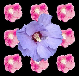 芙蓉,棉花糖,錦葵