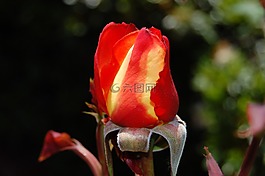 玫瑰,植物區(qū)系,花