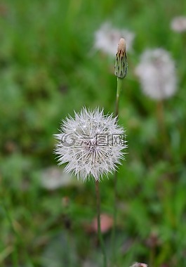 蒲公英,性質(zhì),花