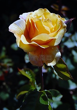 玫瑰,植物區(qū)系,花
