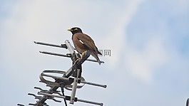 鳥,八哥,動物群