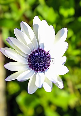 花,紫,性質(zhì)