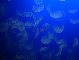海蜇,海,海洋
