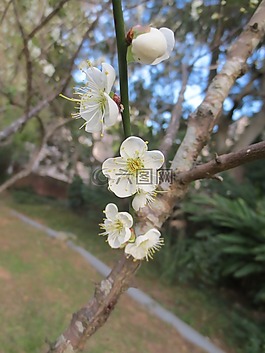 梅花,清大梅園,植物