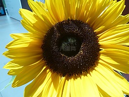 太陽(yáng)花,夏季,花