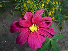 嬌琴紗,粉紅色,花