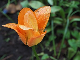 花,郁金香,春天