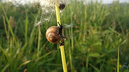 蝸牛,草地,性質(zhì)