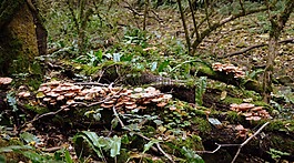 真菌,樹干,樹