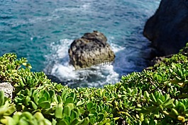 沿海,植被,多汁