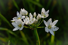 花,白,野花