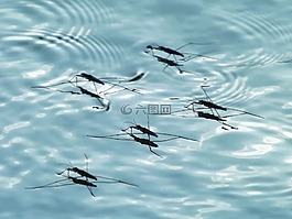 蚊子,昆蟲,水