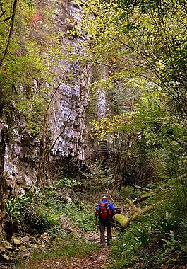 游覽,林,val borago