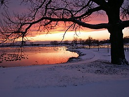 冬天,雪,樹