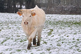 牛,雪,字段