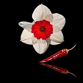 花,夏季,盛開(kāi)
