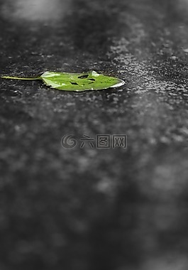 葉,綠色,雨