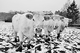 牛,雪,字段