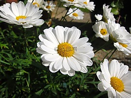 雛菊,花,盛開