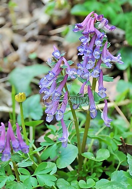 紫色小花,林地花,紫羅蘭