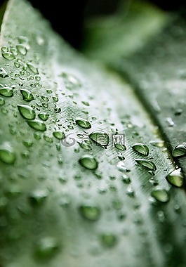 滴,葉子,雨