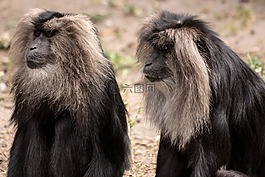 動(dòng)物,猿,動(dòng)物園
