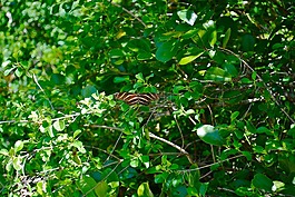 斑馬 longwing 蝴蝶,馬拉松,佛羅里達(dá)