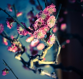 calycanthe,中国,北京