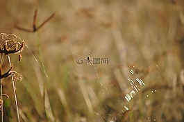 草,蜘蛛,非洲