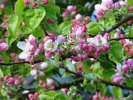 蘋果花,春天,開花