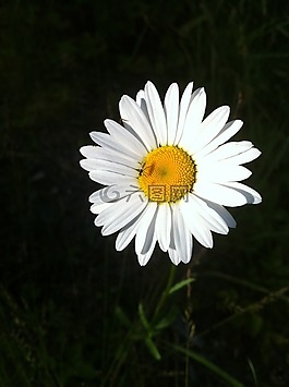花卉,夏天,黛西