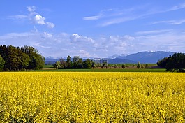 春天,油菜開(kāi)花,油菜籽場(chǎng)